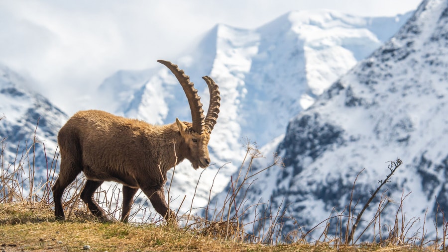Veranstaltung: Ibex Paradise