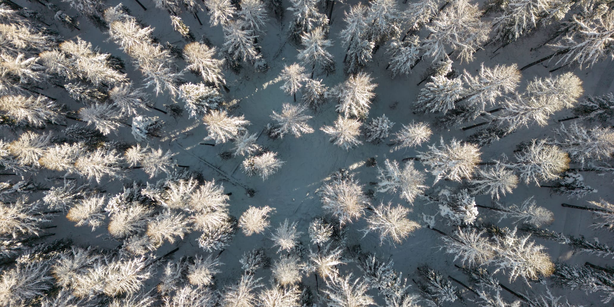 Taiswald Winter