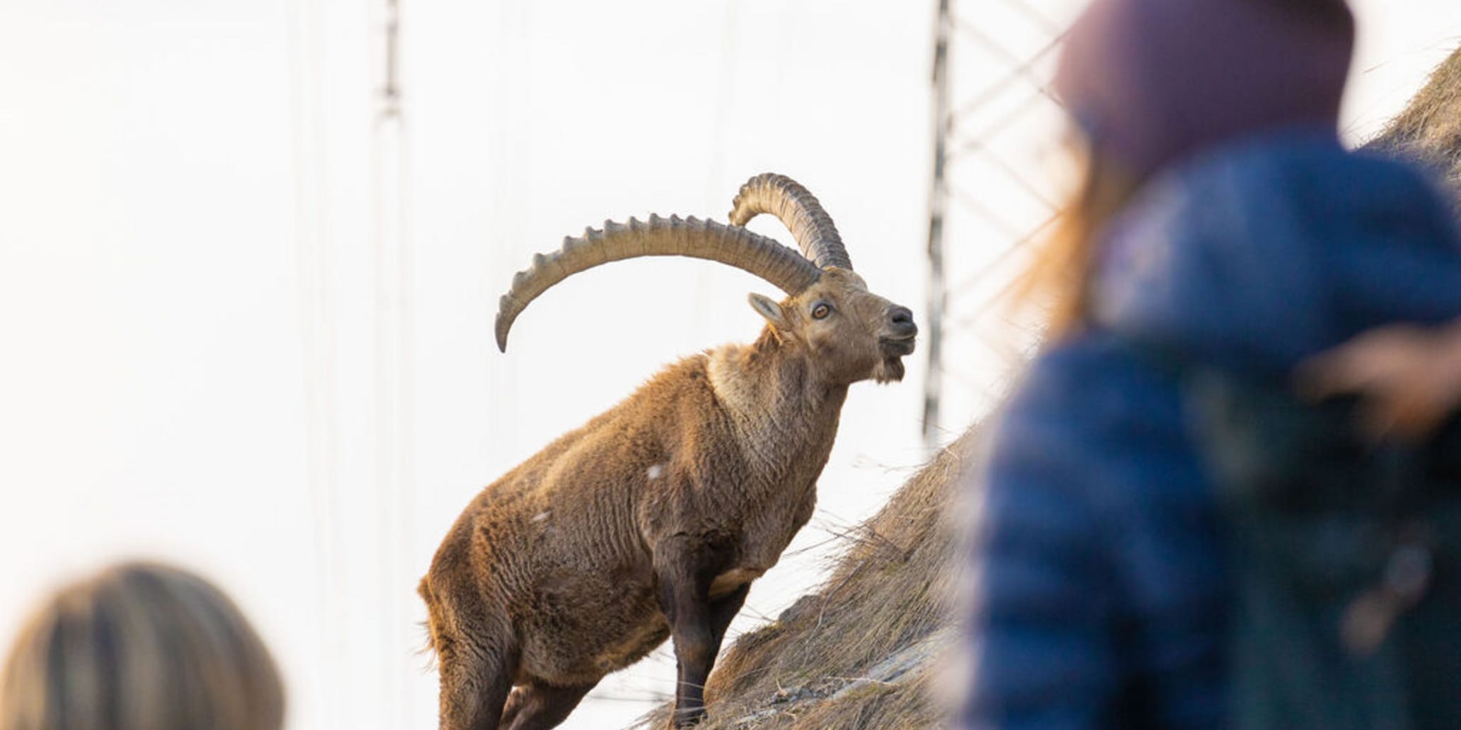 Ibex guided tour Pontresina