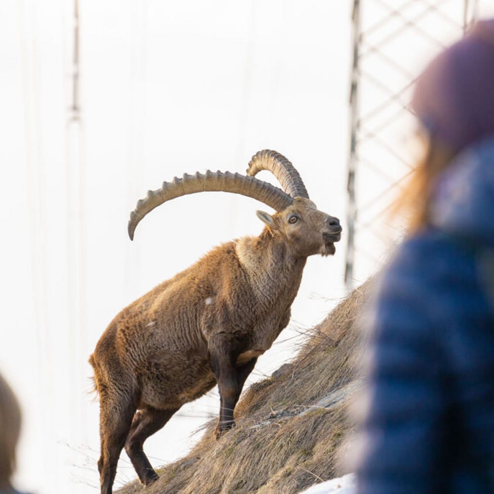 Steinbock-Tours