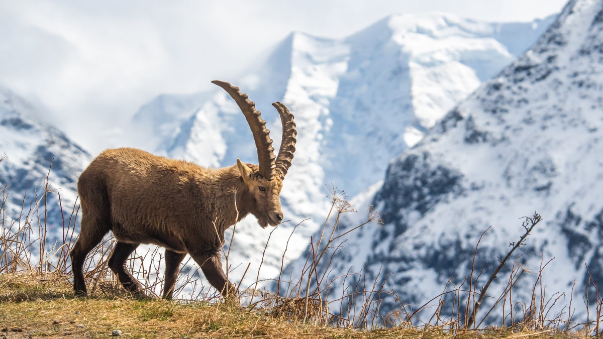 Steinbock-Paradies Pontresina