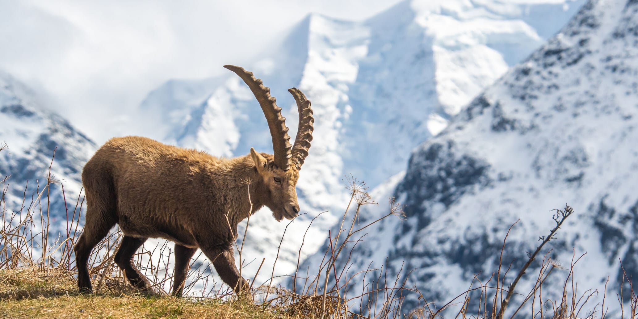 Steinbock Pontresina