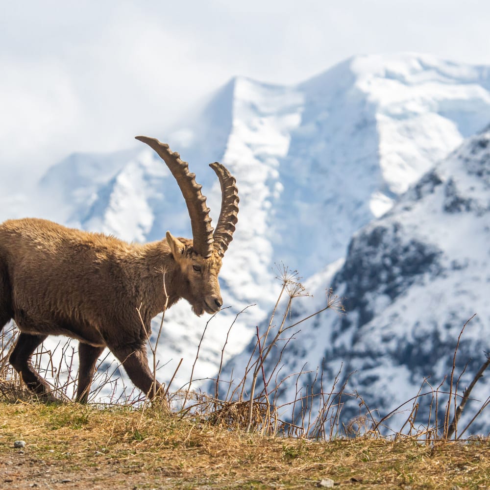 Steinbock Pontresina