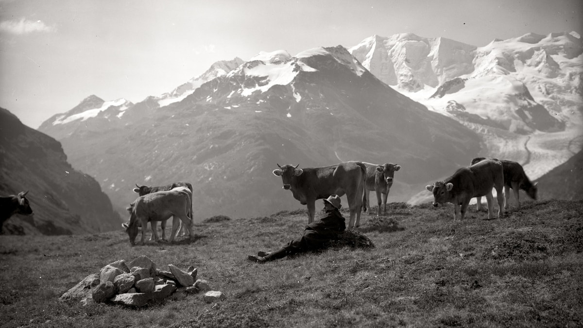 Alpweide ©Foto Flury, Inh. Alfred Lochau, Pontresina
