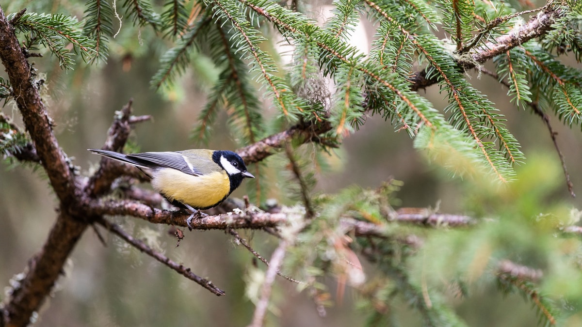 Vogelfüttern im Taiswald