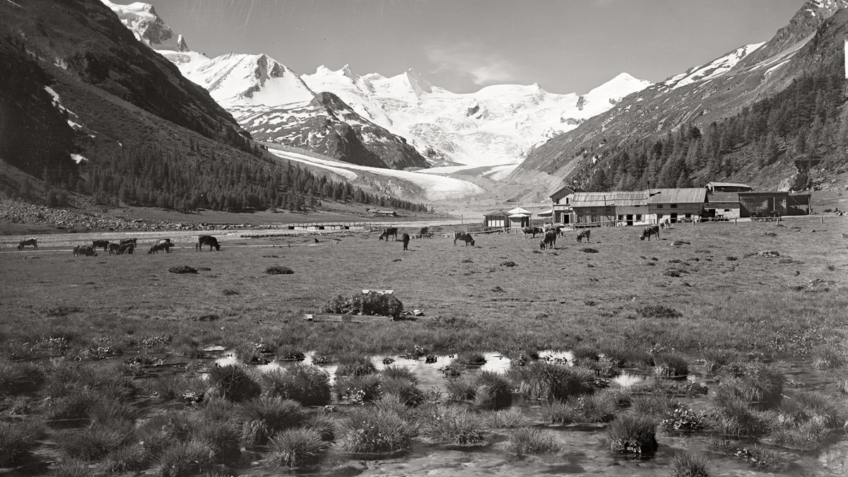 Alpweide ©Foto Flury, Inh. Alfred Lochau, Pontresina