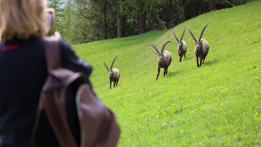 Veranstaltung: Steinbock-Führungen