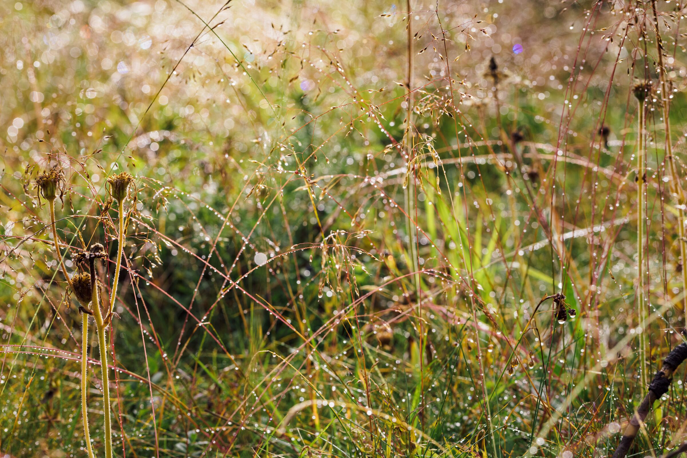 Mind Body Nature Experience